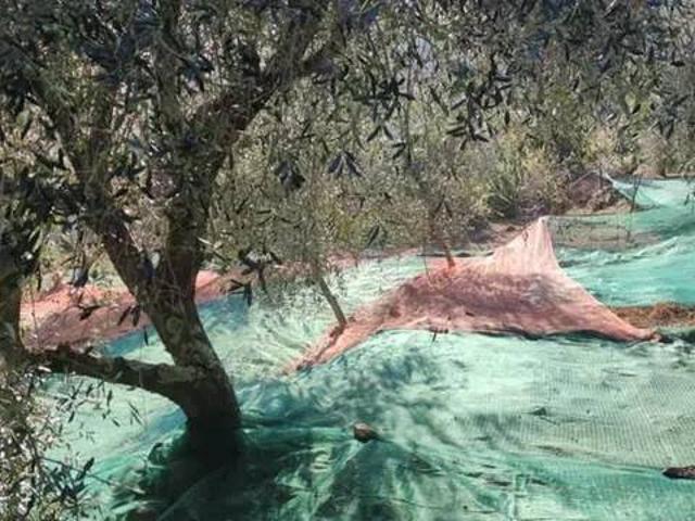 Terreno in vendita a Baiardo, Liguria