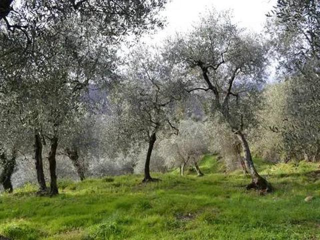 Terreno in vendita a Baiardo, Liguria