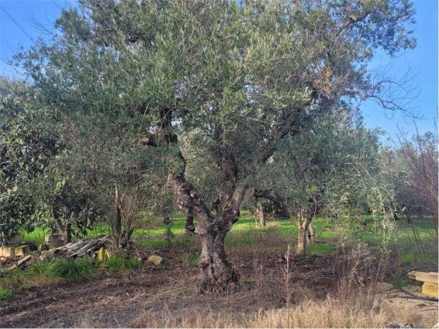 Terreno in vendita a Puglia, Foggia