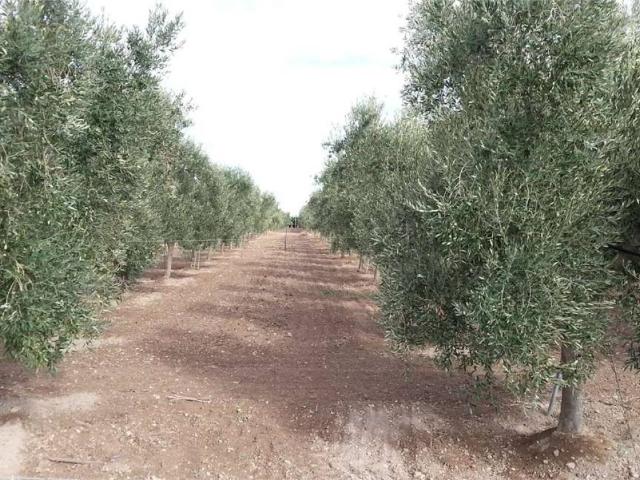 Terreno in vendita a Puglia, Foggia