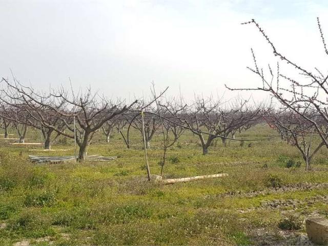 Terreno in vendita a Puglia, Foggia
