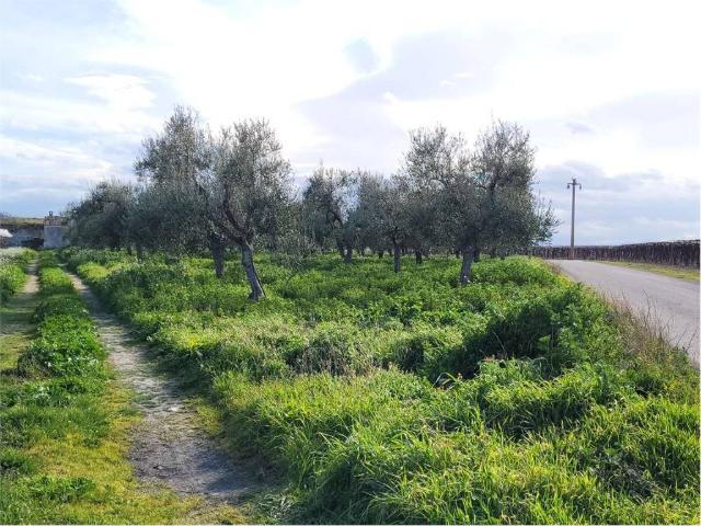 Terreno in vendita a Puglia, Foggia