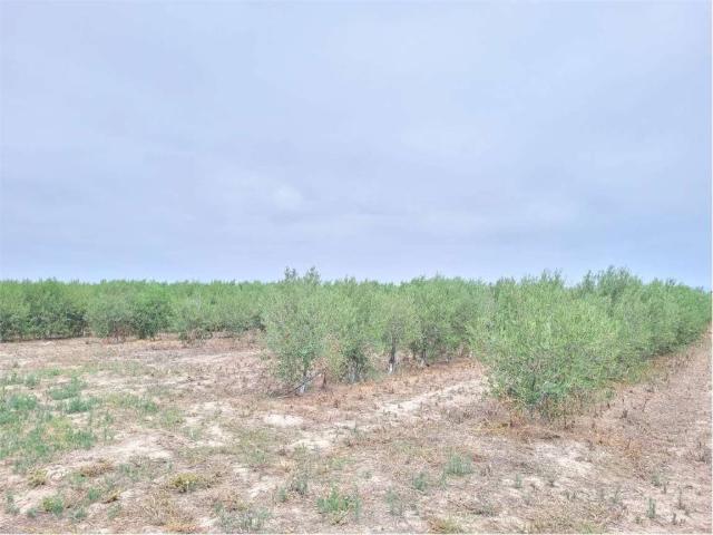 Terreno in vendita a Puglia, Foggia