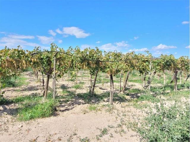 Terreno in vendita a Puglia, Foggia