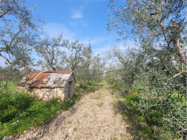 Terreno in vendita a Puglia, Foggia