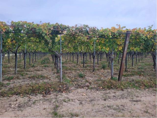 Terreno in vendita a Puglia, Foggia
