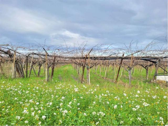 Terreno in vendita a Puglia, Foggia