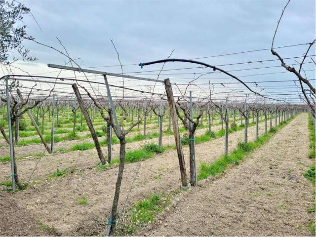 Terreno in vendita a Puglia, Foggia