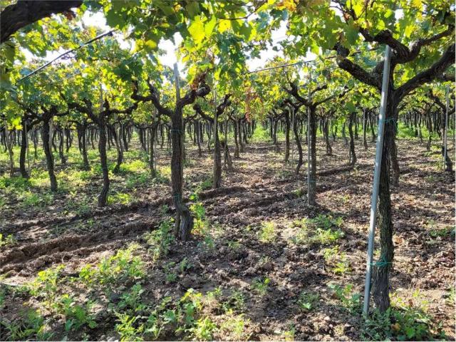 Terreno in vendita a Puglia, Foggia