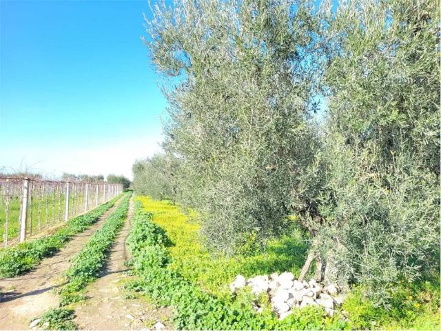 Terreno in vendita a Puglia, Foggia