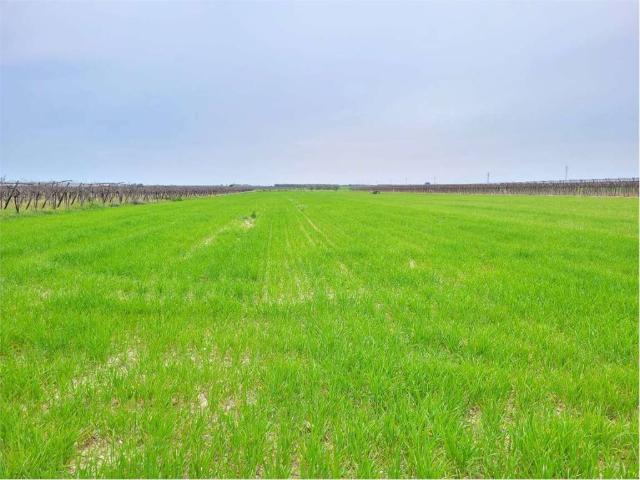 Terreno in vendita a Puglia, Foggia