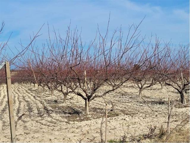 Terreno in vendita a Puglia, Foggia