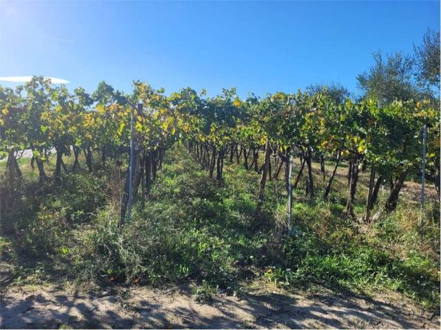 Terreno in vendita a Puglia, Foggia
