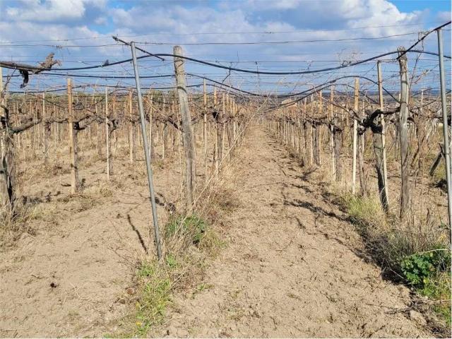 Terreno in vendita a Puglia, Foggia