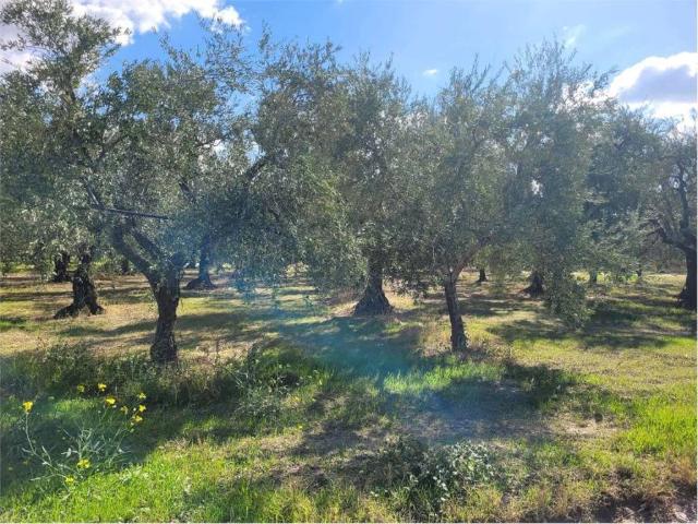 Terreno in vendita a Cerignola, Foggia