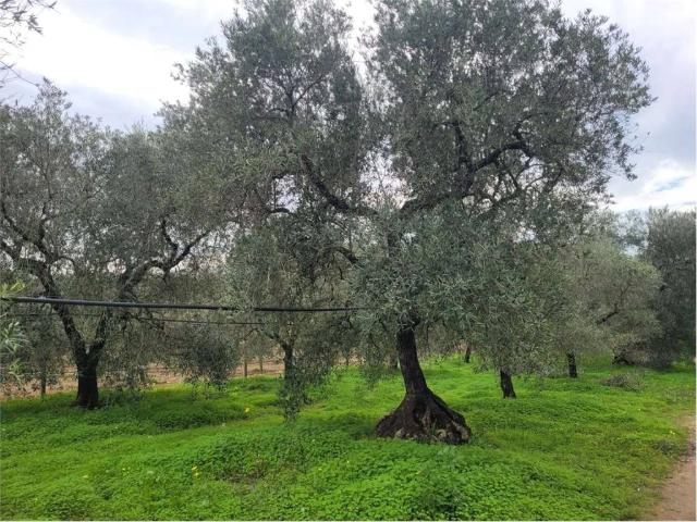 Terreno in vendita a Puglia, Foggia