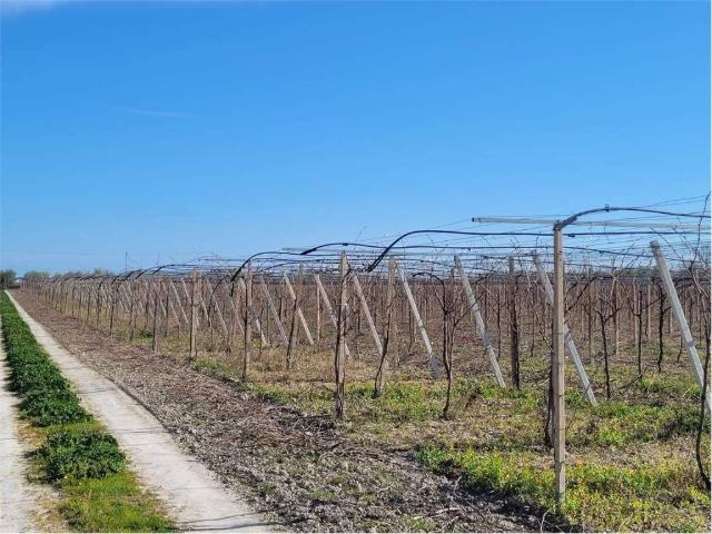 Terreno in vendita a Puglia, Foggia