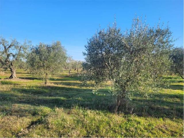 Terreno in vendita a Puglia, Foggia