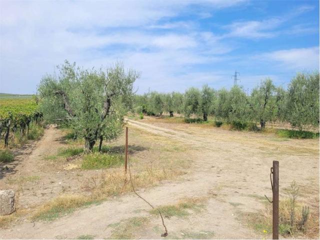 Terreno in vendita a Puglia, Foggia