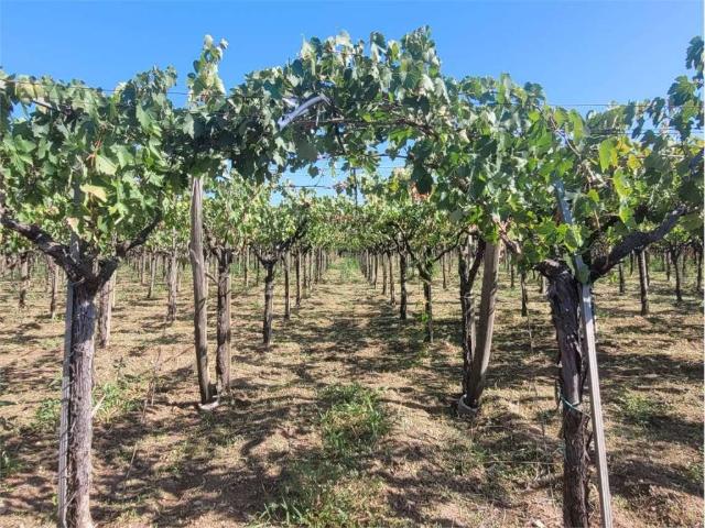 Terreno in vendita a Puglia, Foggia