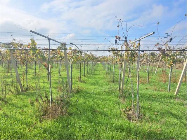 Terreno in vendita a Puglia, Foggia