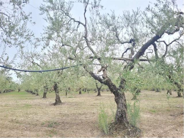 Terreno in vendita a Puglia, Foggia