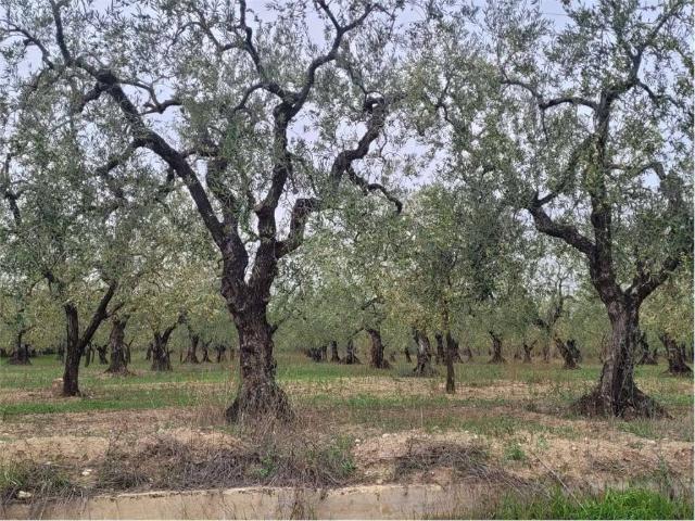 Terreno in vendita a Puglia, Foggia