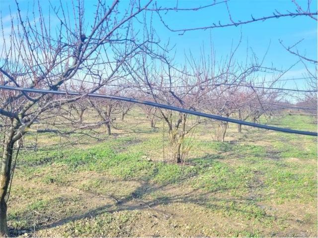 Terreno in vendita a Puglia, Foggia