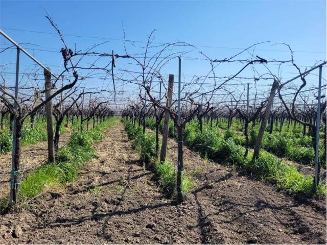 Terreno in vendita a Puglia, Foggia