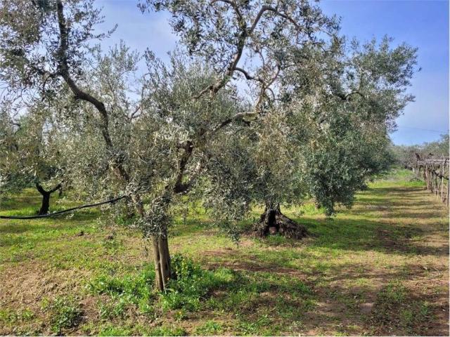 Terreno in vendita a Puglia, Foggia