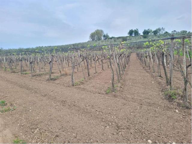 Terreno in vendita a Puglia, Foggia