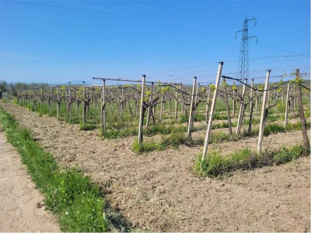 Terreno in vendita a Puglia, Foggia