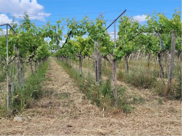 Terreno in vendita a Puglia, Foggia