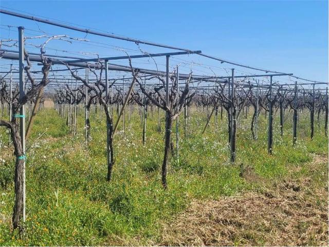 Terreno in vendita a Puglia, Foggia