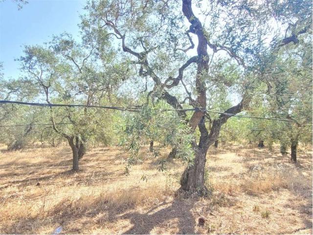 Terreno in vendita a Puglia, Foggia