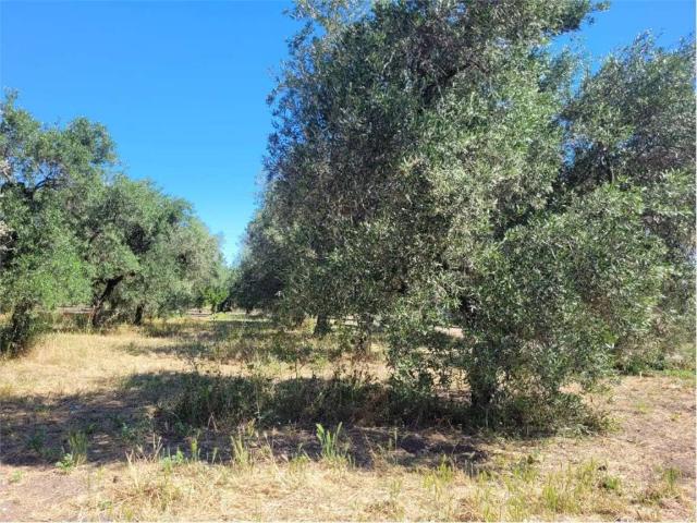 Terreno in vendita a Puglia, Foggia