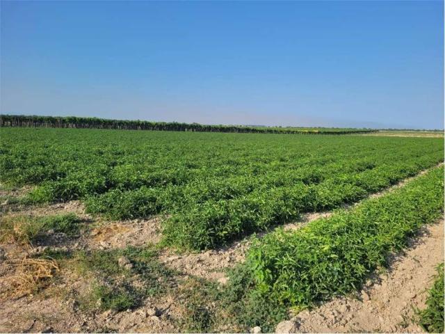 Terreno in vendita a Puglia, Foggia