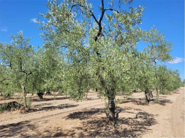 Terreno in vendita a Puglia, Foggia