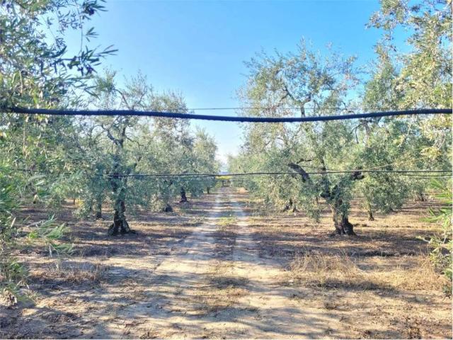 Terreno in vendita a Puglia, Foggia