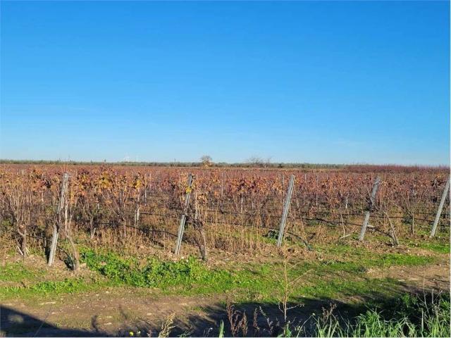 Terreno in vendita a Puglia, Foggia