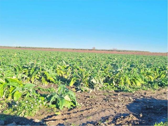 Terreno in vendita a Puglia, Foggia