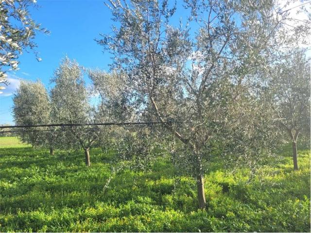 Terreno in vendita a Puglia, Foggia
