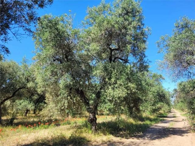 Terreno in vendita a Puglia, Foggia