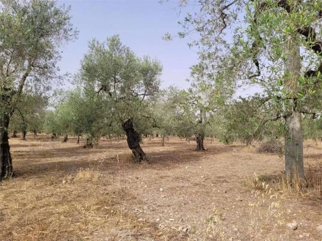 Terreno in vendita a Puglia, Foggia