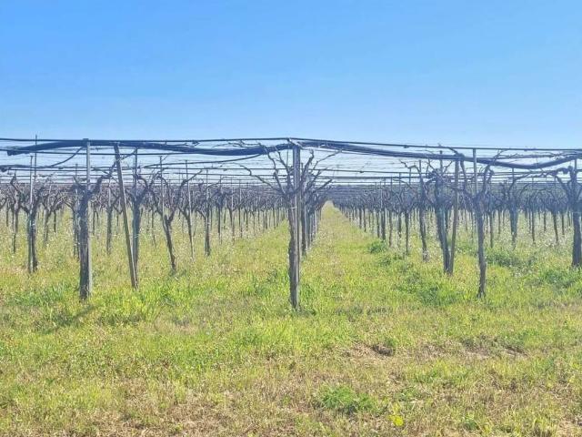 Terreno in vendita a Puglia, Foggia