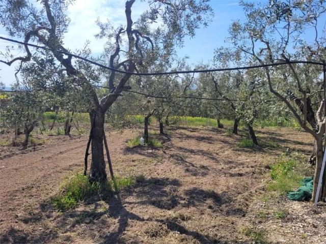 Terreno in vendita a Puglia, Foggia
