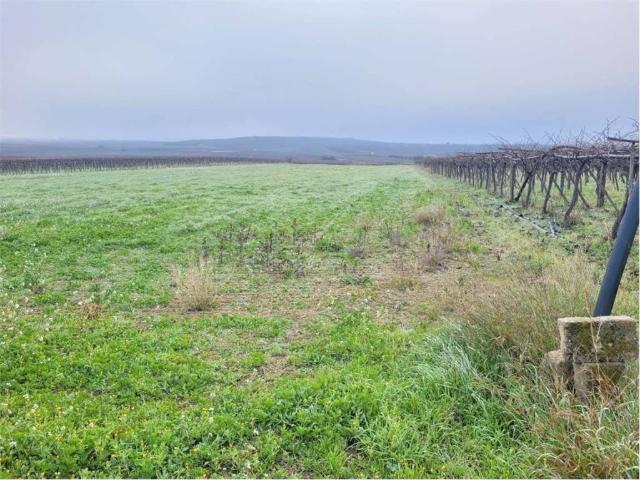 Terreno in vendita a Puglia, Foggia