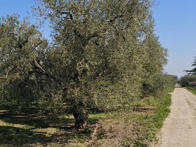 Terreno in vendita a Puglia, Foggia