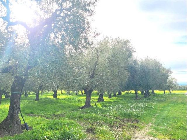Terreno in vendita a Puglia, Foggia