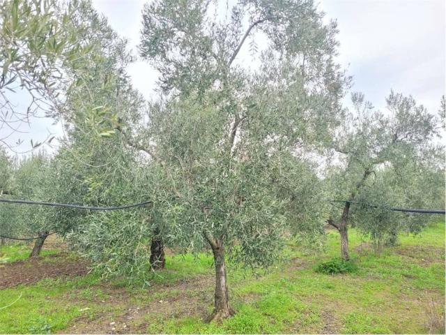 Terreno in vendita a Puglia, Foggia
